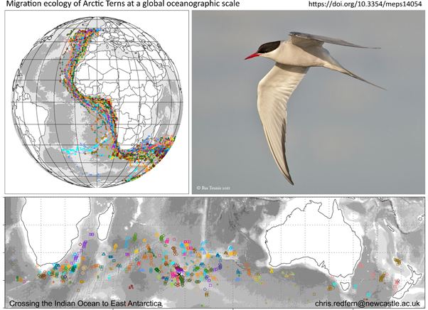 ArcteGeo's tweet image. More results from geolocators on #FarneIslands #ArcticTerns:
doi.org/10.3354/meps14…
Their Indian Ocean traverse gives new insights into #SeabirdMigration ecology, and is a behaviour that may have been maintained since the last ice age. Pdf on email request.