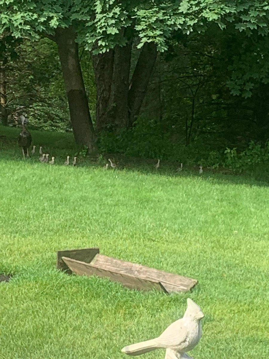 david_szelong's tweet image. Hard to see but these are a dozen wild turkey babies that came into our yard this morning in Brighton Michigan, with their exhausted mother.
