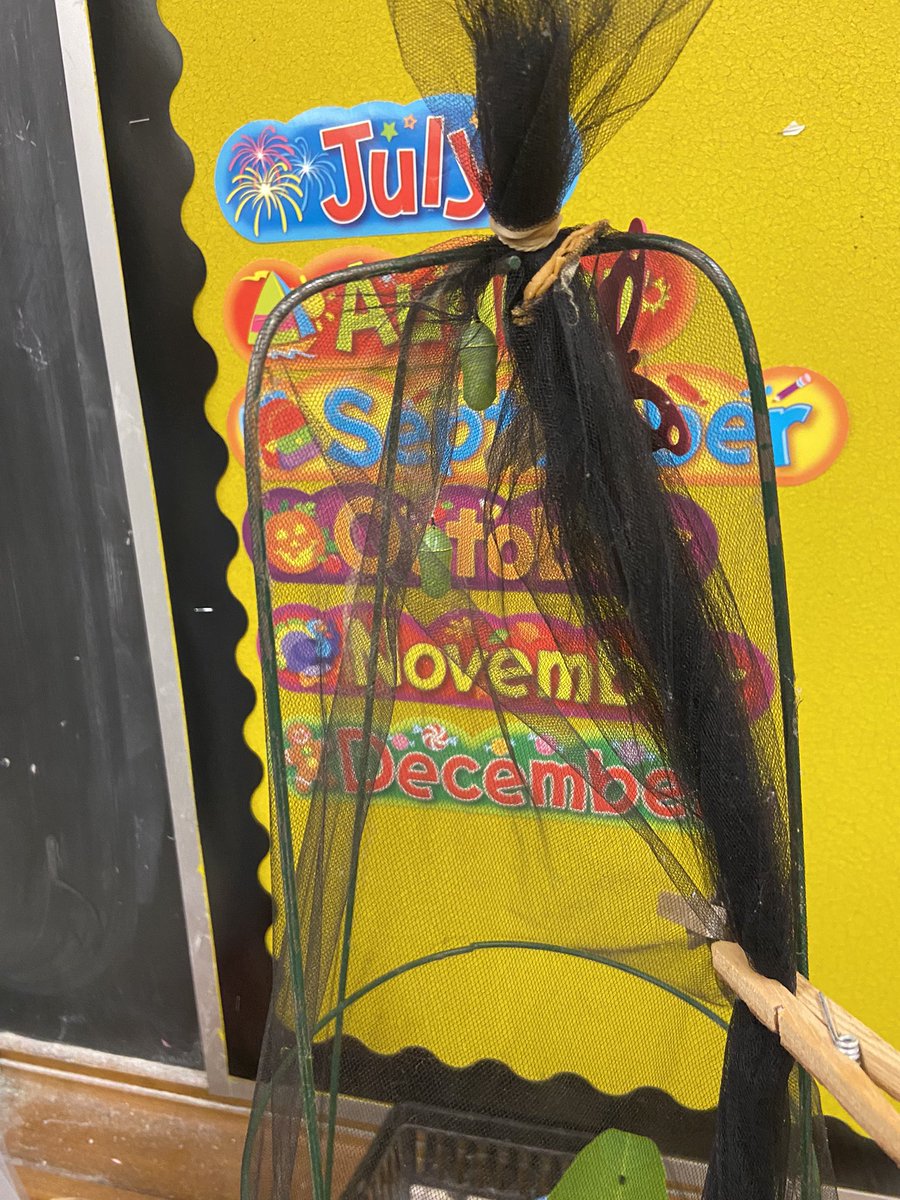 Mr. Pedlar tweet media