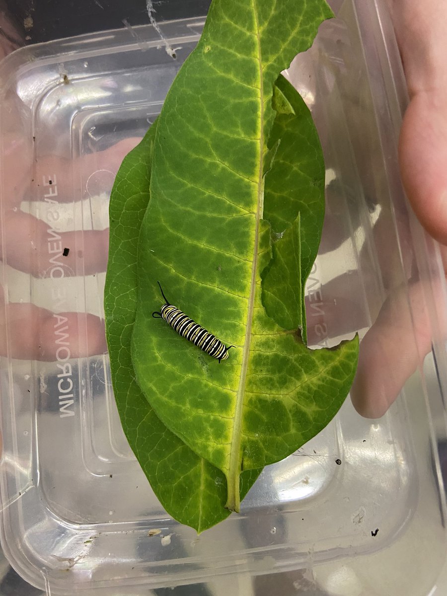 Mr. Pedlar tweet media