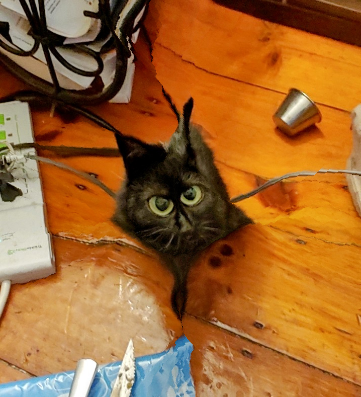 cats being scrunched tweet media