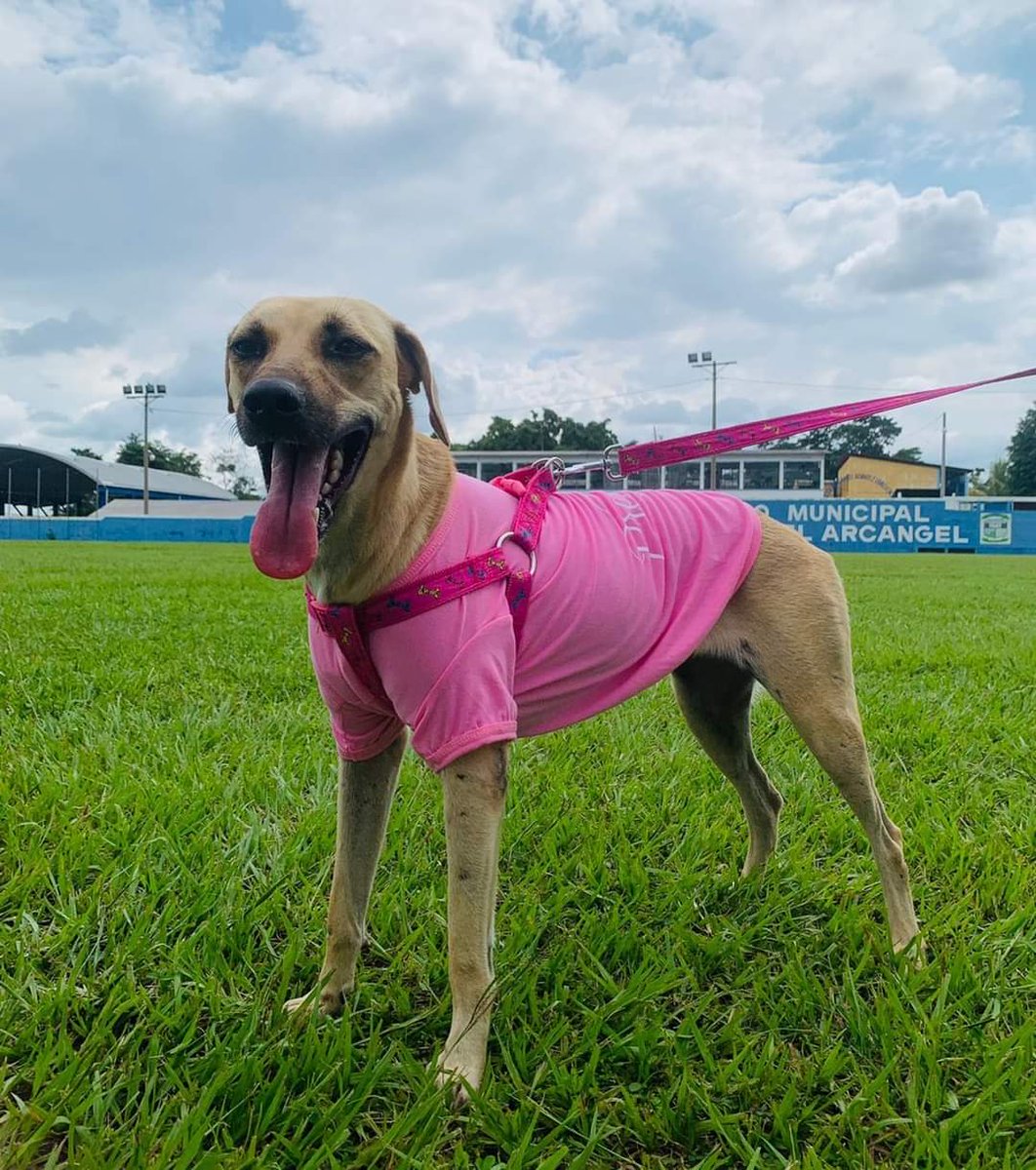 Proanimal_gt's tweet photo. #SoyProAnimalGt
Si vives en Suchitepéquez y en tu cuadra hay una perra o perro que tú desees esterilizar o apadrinar por favor escribe al 📱42155277 con nuestra Directora Karen Rabanales para coordinar y programar.🌟
📸Tanchita
#Adoptable
#Proyecto35
#ProyectoCalleCero https://t.co/uZCIxTcYgQ