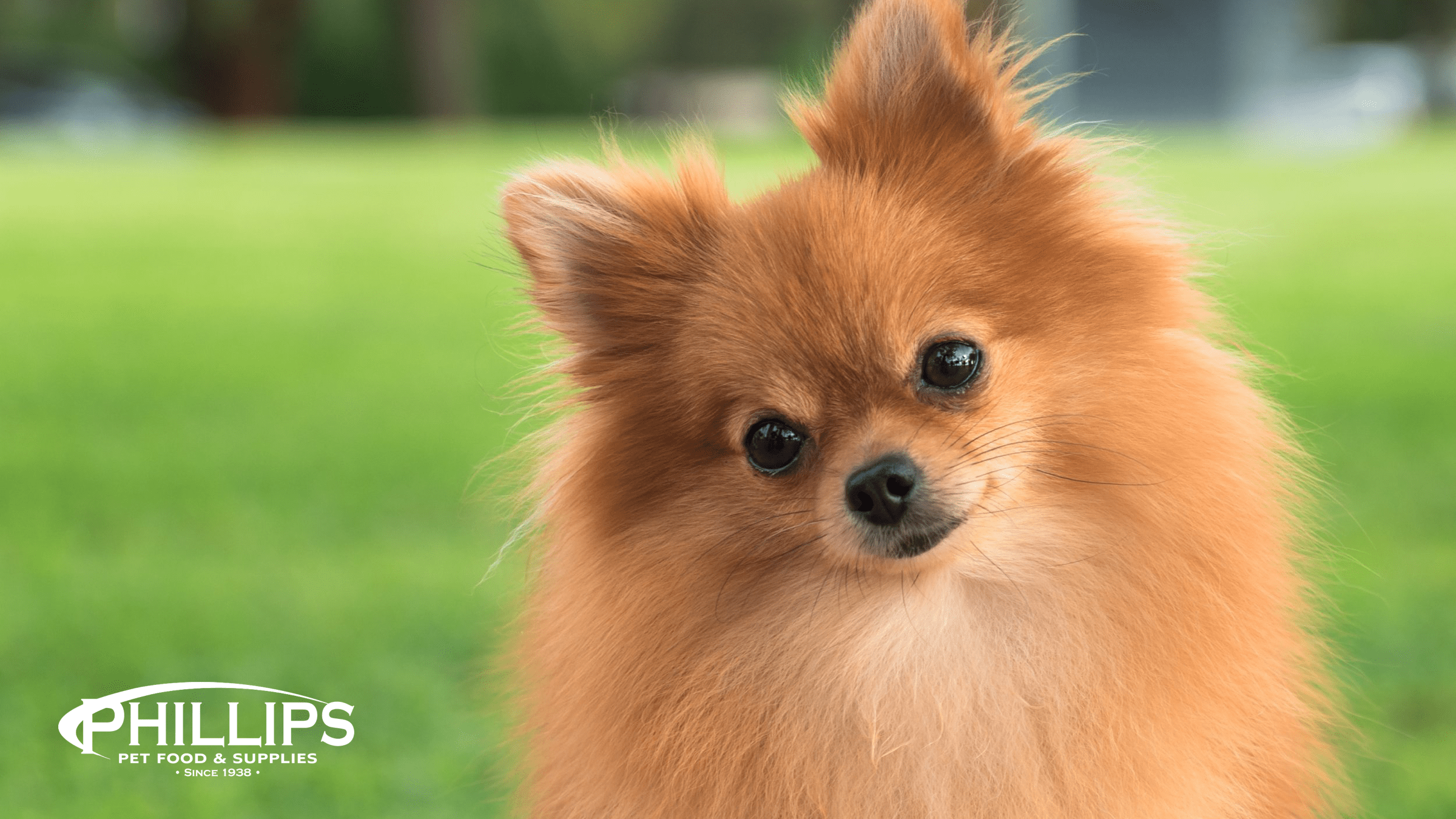 Pomeranian therapy dog 2025