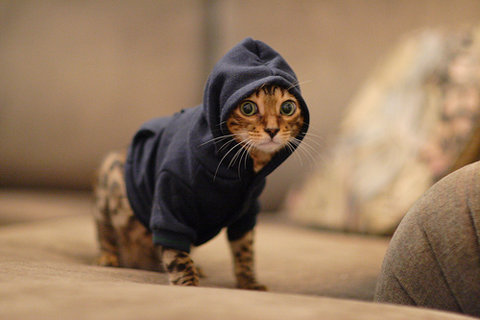 CatCouncil6's tweet photo. Get this snazzy hoodie for thyn cat, please dm me for purchase 
#cats #CatsLover #CatsOnTwitter #accessories #accessory #catgirl #kitten #kittens https://t.co/rnxtlryf9M