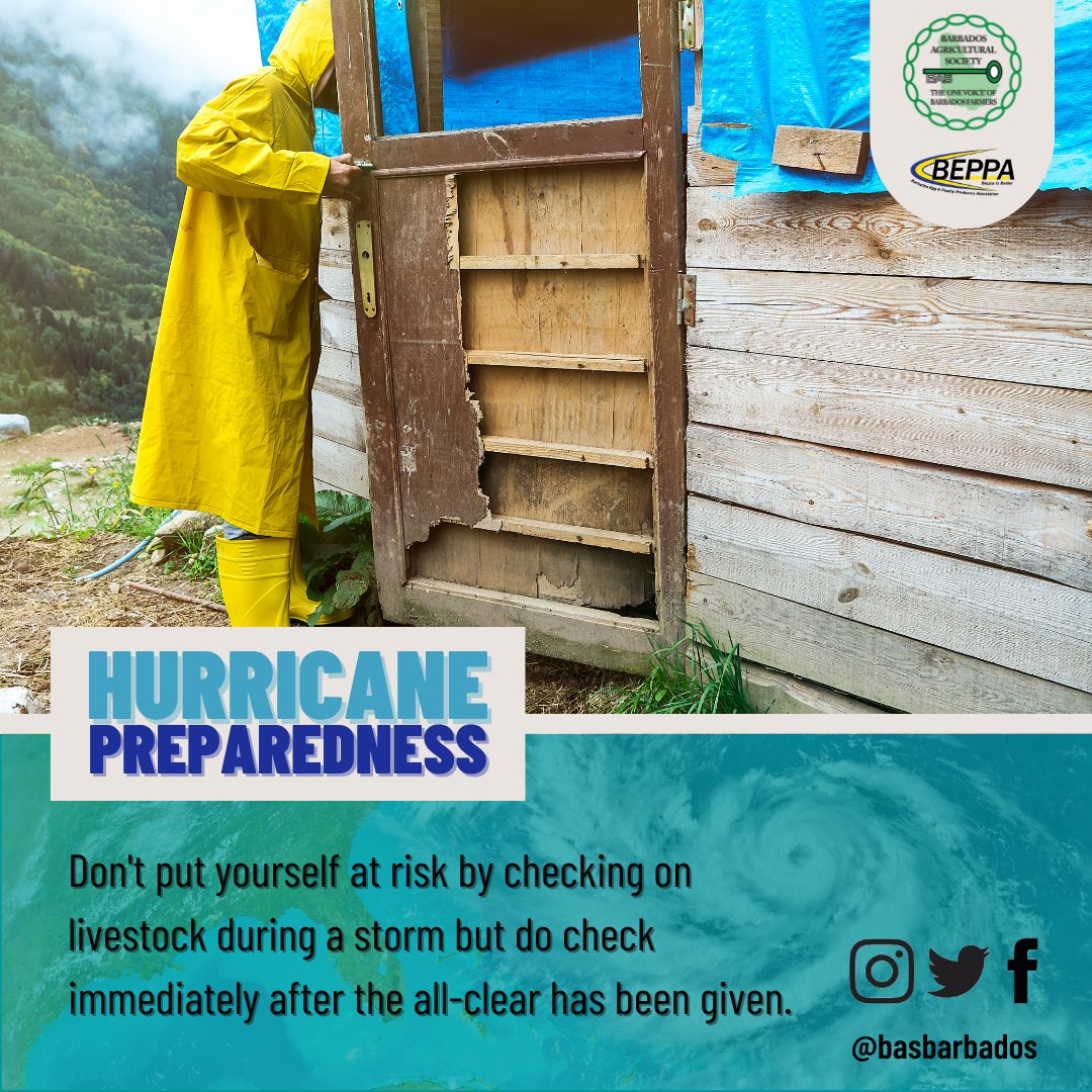 basbarbados's tweet photo. Going out into a hurricane to check on livestock could lead to injury or worse.  Wait until the all-clear is given.  #basbarbados #hurricanepreparedness https://t.co/9bWRJeugzH