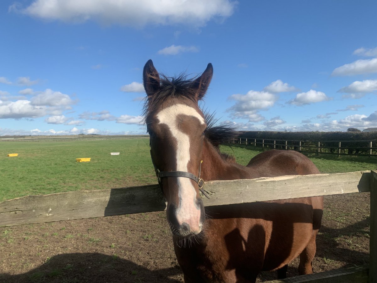 CurtinDM's tweet photo. Royal Ascot winner The Ridler seen at 8 months old on a ⁦@DiscoverNMKT⁩ tour at ⁦@NatStudStallion⁩ in Oct 2020. Discover Newmarket Tours are just the best. ⁦@itvracing⁩ https://t.co/EttJWuRYQ3