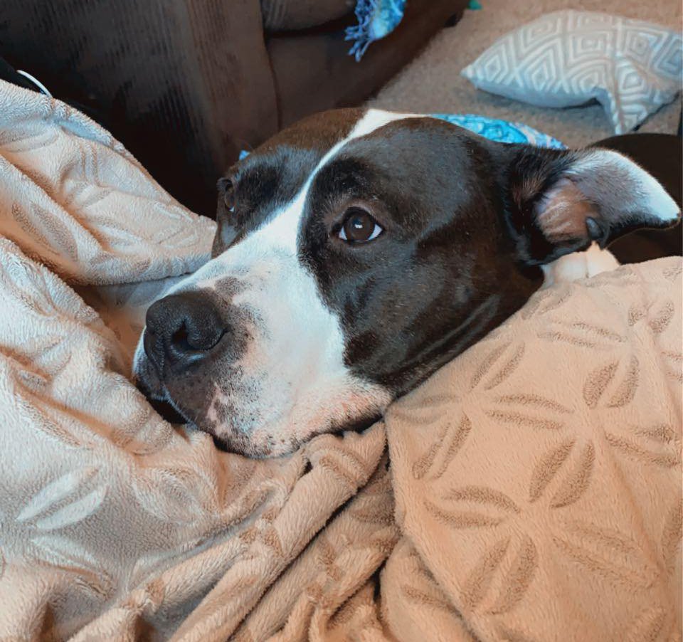 afterthefab's tweet photo. Hello friends &amp; Fellow Gishers, recently a dear friend (@kaylakinz1114) found out that their fur baby Sadie has cancer. To help pay for the impending treatments a shop was created in her honor. If you can, retweet &amp; check out the link! Thanks so much!

https://t.co/jj762B1D26 https://t.co/PPXnCiNTXX