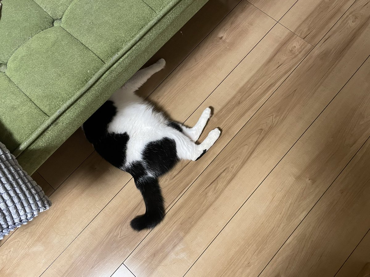 ShigureHanako's tweet photo. はなちゃんの下半身

#猫 #ねこ #cat #おかっぱ猫 #保護猫 #猫好きな人と繋がりたい #猫がいる暮らし #CatsOfTwitter #しぐとはな https://t.co/QKQawNUi1R