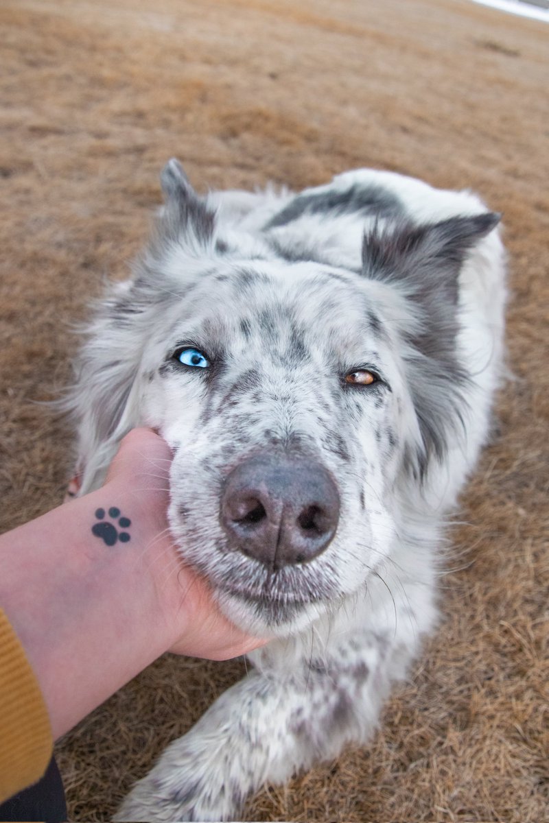 I keep forgetting to post here 😅 so here's an oldie but one of my favorites!
#dogsofinstagram #dogsoftwitter #dog #bordercollie #mutt #tbt
