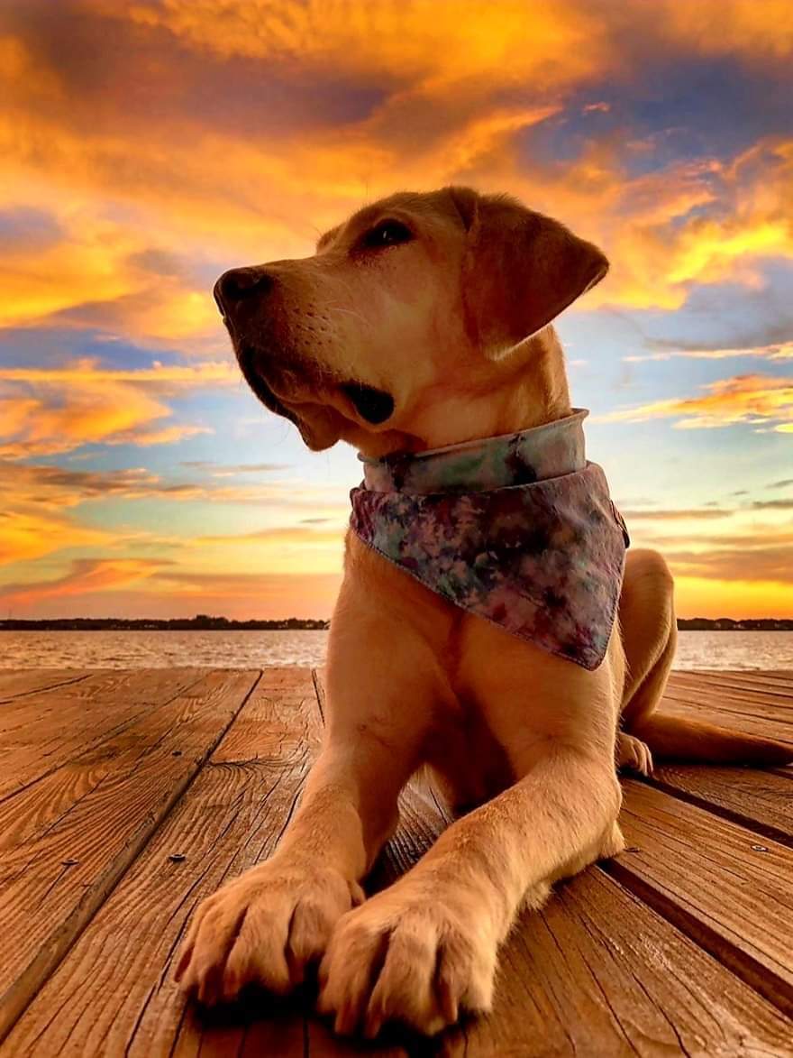 samanthas_frnds's tweet photo. There is nothing like a summer sunset ☀️🐾
#DogsMakingADifference #GuideDog #GuideDogPuppy #ServiceDog #SEGuideDogs #YellowLab #SoutheasternGuideDogs #RaiseAPuppyChangeALife #DogsMakeEverythingBetter
#SamanthasFriends 
@samanthas_frnds Charity Gala Celebrating 26 years 🐶🦮❤ https://t.co/Gp88vBBkOM