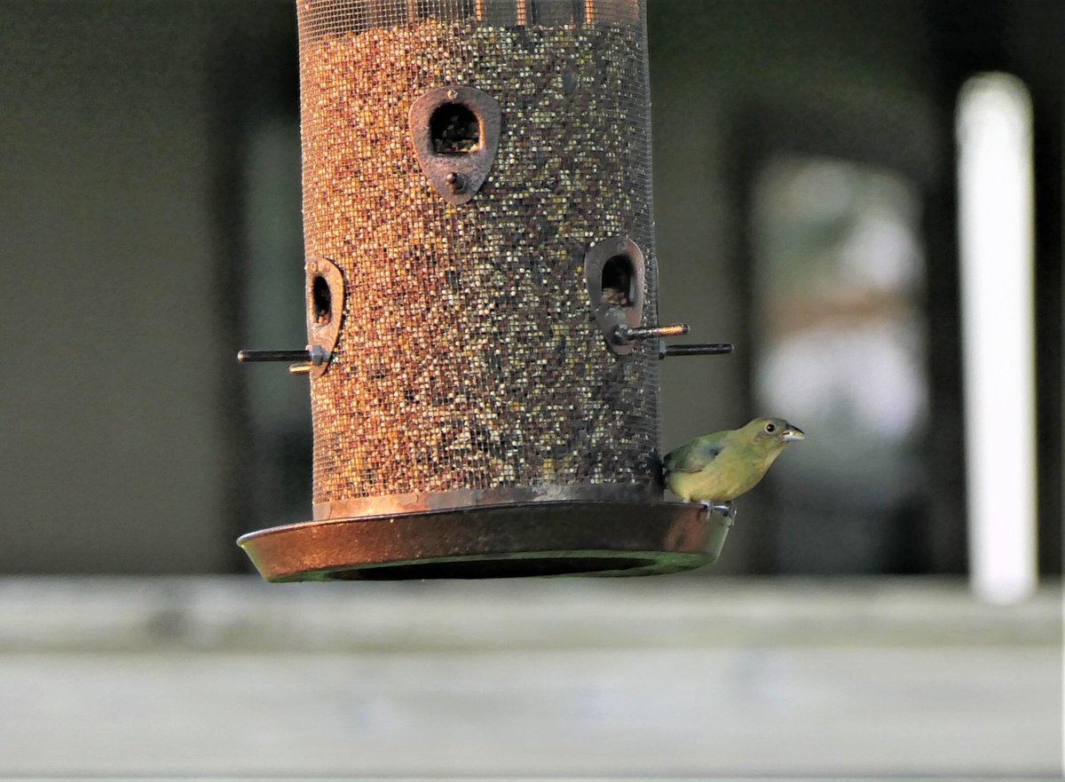 TeejFlix's tweet photo. The Painted Buntings of Wolff Hill. #birds #birdwatching #birdphotography #countrylife #Texas #austincounty #shelbytexas https://t.co/KT1yz23d4M
