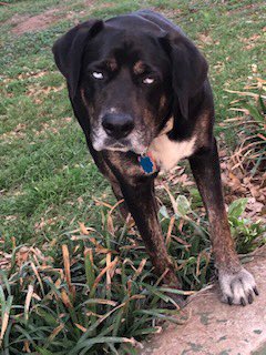 ColoradoBendSP's tweet image. Mae asks that if you take your pet out to hike be mindful of the hot temps. If the temp is 98 degrees, the rocks can be near 120 degrees. Here is an easy test. Put the back of your hand on a rock, if you can’t hold it there for 5 secondsit’s to hot for your pets paws. Hike safe!