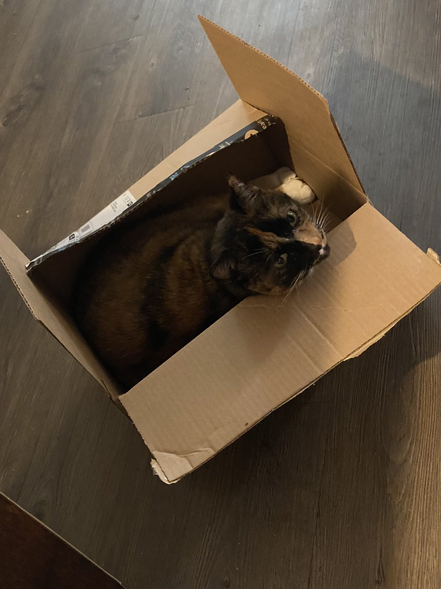 A new box! How exciting! 🐈‍⬛ 😂