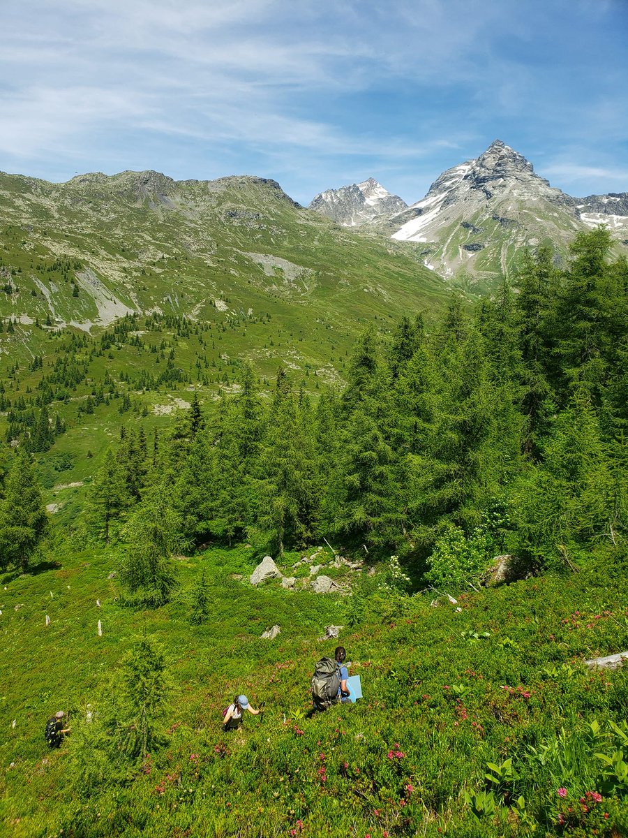 Cette semaine, une équipe du <a href="/EcologieAlpine/">Laboratoire d'Ecologie Alpine</a> et de Patrinat <a href="/Le_Museum/">Muséum national d'Histoire naturelle</a> installe un nouveau gradient Orchamp! 7 magnifiques placettes en Haute Tarentaise, dans le vallon de Mercuel, au pied du Bec de l'âne!