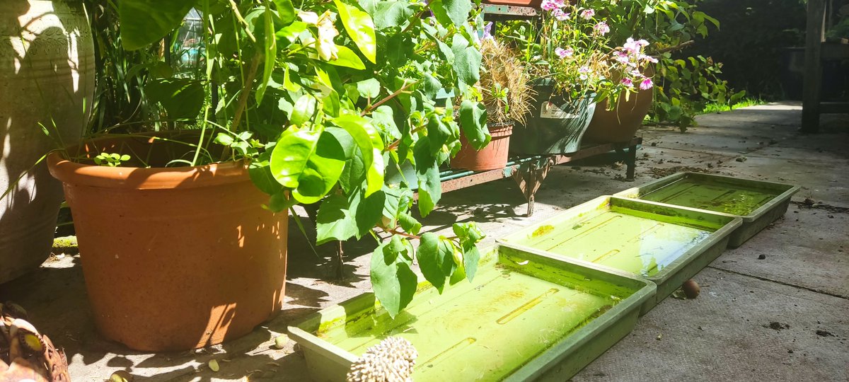 ChloBrim's tweet photo. #4 if you have a garden make sure wildlife has access to water too. We have bird baths and trays of water. 

#HeatAware #BeatTheHeat https://t.co/U5yXkAIaX0
