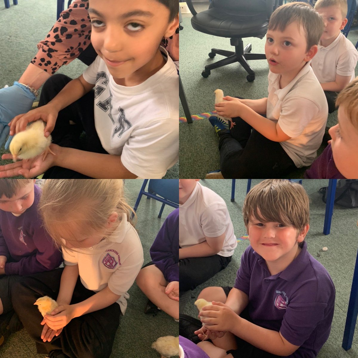 MrsSwanBX's tweet photo. Thank you P2 for letting us visit your chicks this afternoon 🐣🐥 @BPSTonge_Miss @MrsMcLachlanBPS https://t.co/HQ3Ga5YGLb