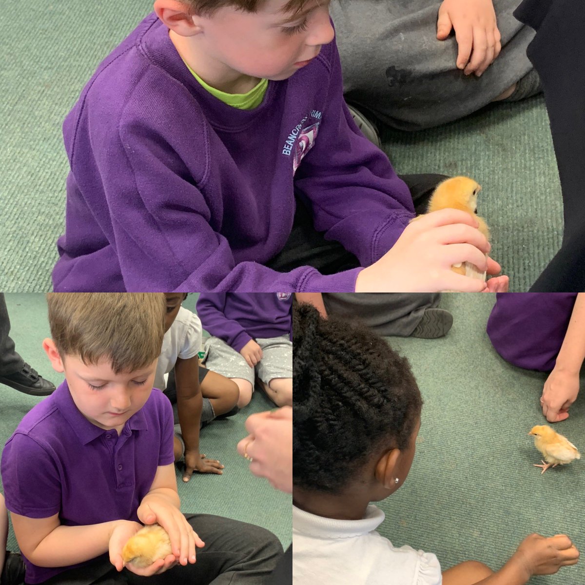 Thank you P2 for letting us visit your chicks this afternoon 🐣🐥 <a href="/BPSTonge_Miss/">Miss Tonge and P2T</a> <a href="/MrsMcLachlanBPS/">Mrs McLachlan & P3L</a>