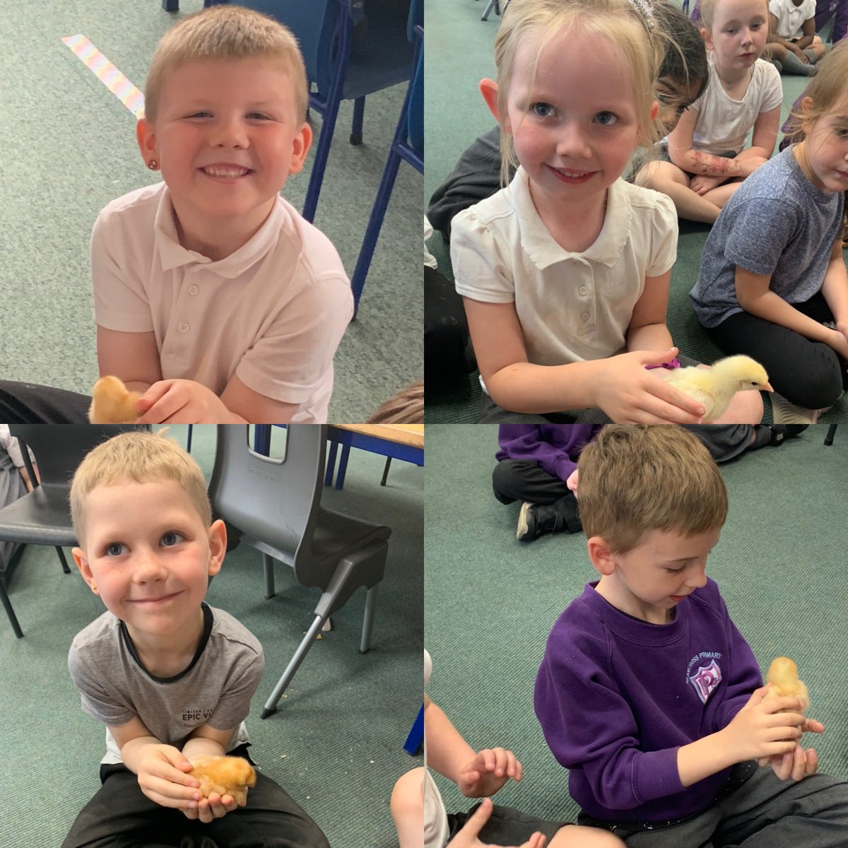 MrsSwanBX's tweet photo. Thank you P2 for letting us visit your chicks this afternoon 🐣🐥 @BPSTonge_Miss @MrsMcLachlanBPS https://t.co/HQ3Ga5YGLb