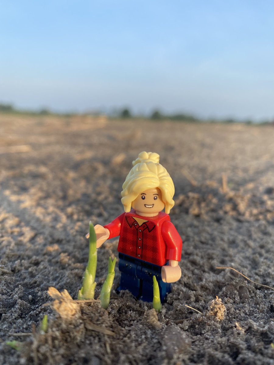 LegoForages's tweet photo. It’s not much (yet), but we have a little big of #germination on our new #bermudagrass! 

#GrowGrassGrow #LittleBittySpecialist #LittleBittyBermuda https://t.co/5Lg7edbPWI