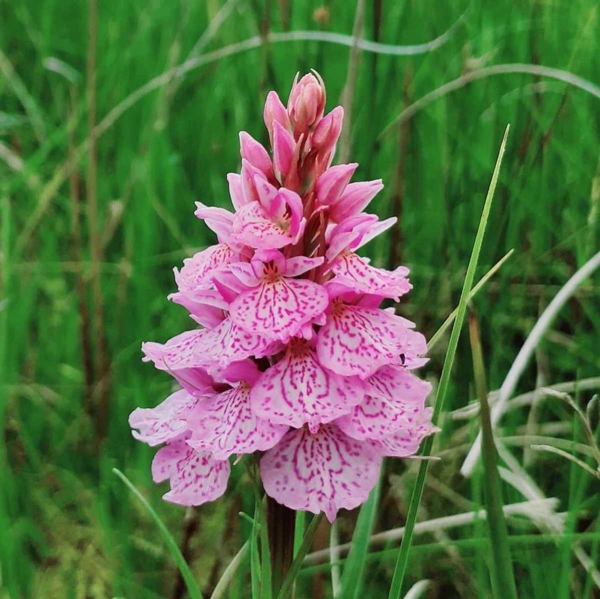 Shallowford Farm tweet media