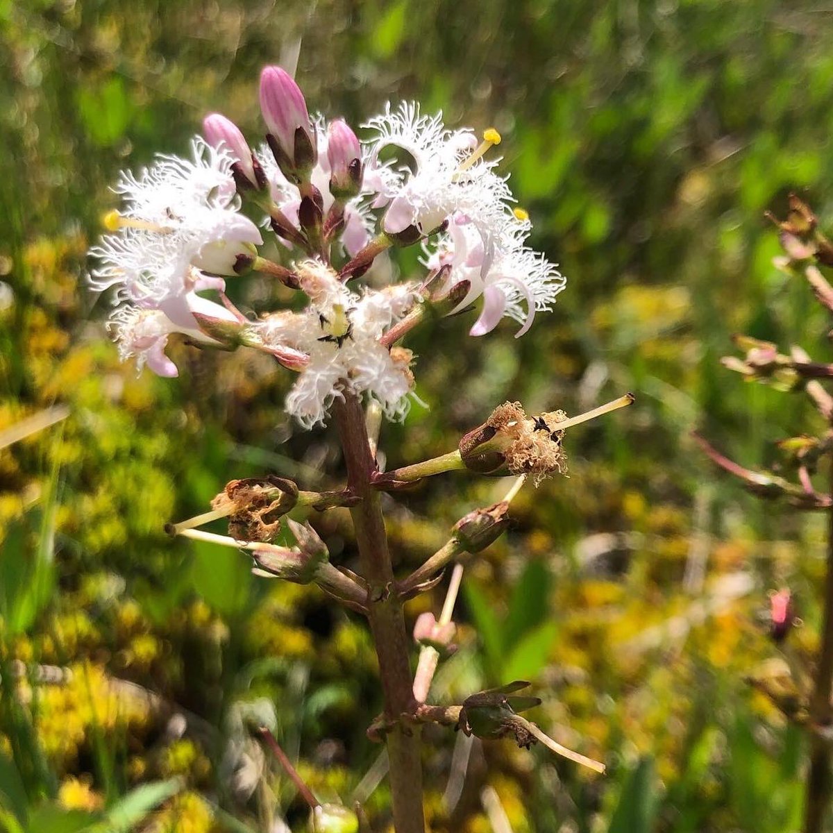 Shallowford Farm tweet media