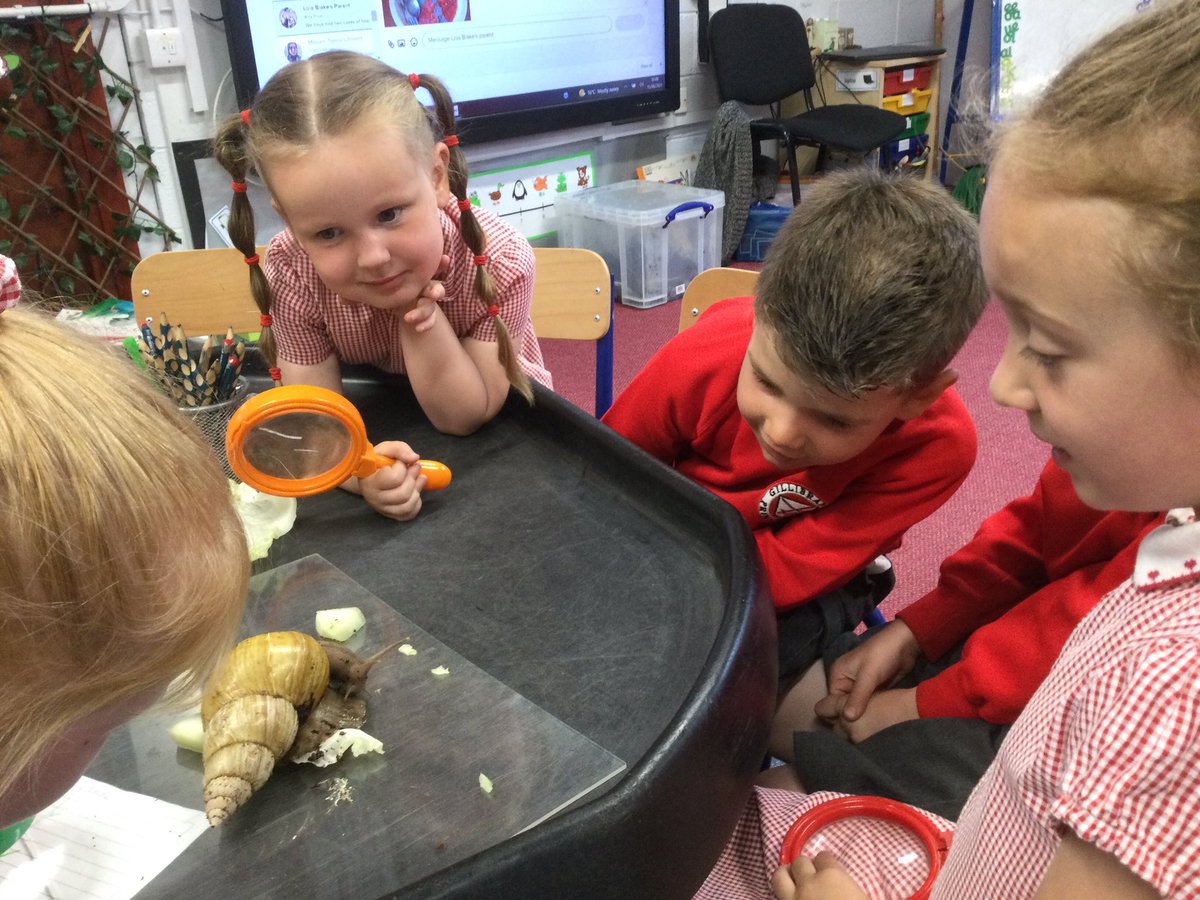 GPSOak's tweet photo. Today we have been making observations of this giant African land snail which we found fascinating! @gillhead25 @Gillibrand_Sch https://t.co/WdEcHLwFNa