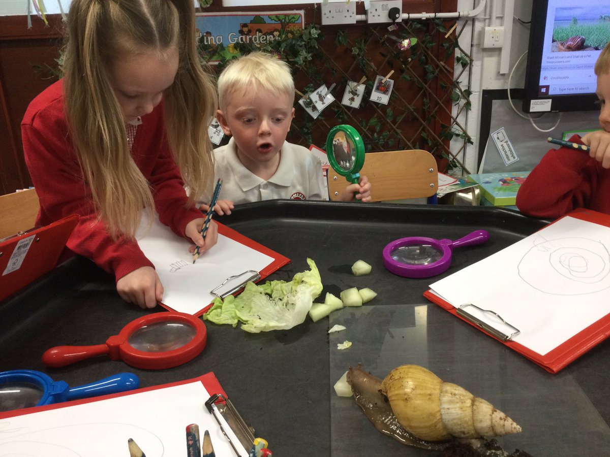 GPSOak's tweet photo. Today we have been making observations of this giant African land snail which we found fascinating! @gillhead25 @Gillibrand_Sch https://t.co/WdEcHLwFNa
