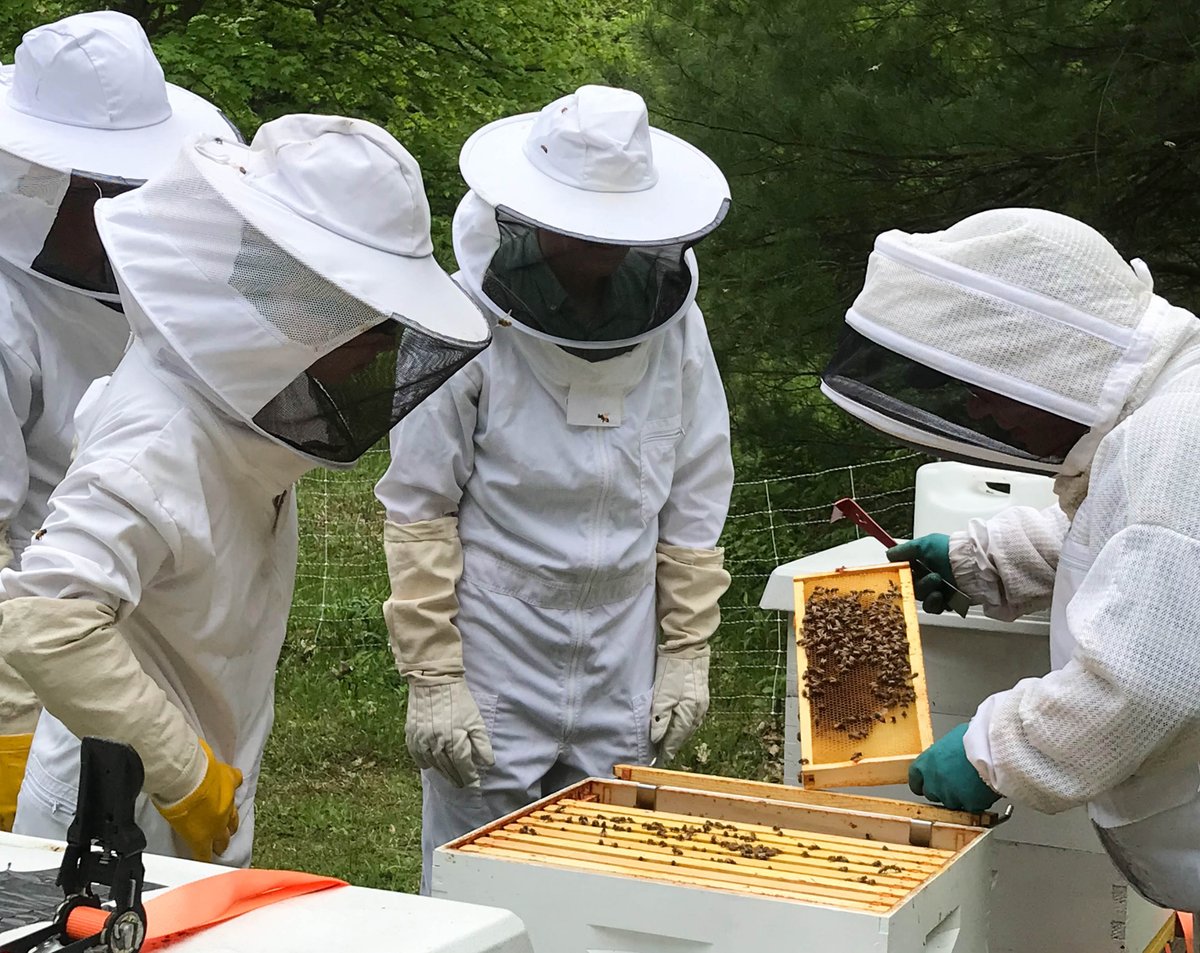 Did you know the school maintains multiple beehives on campus? Find out more about the bees are proving to be a unique resource for students. avonoldfarms.com/about/news/new…