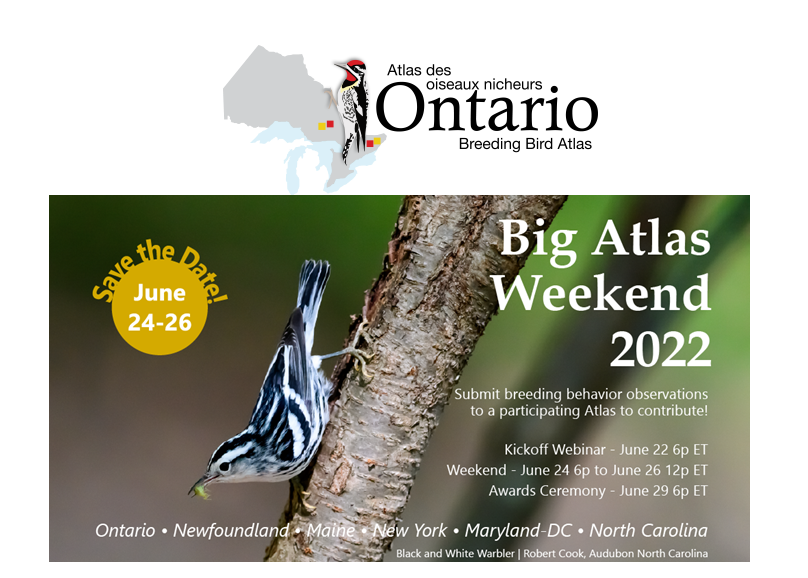 Volunteer4Birds's tweet photo. Very Cool - The Big Atlas Weekend 2022.
Good birding to all! 
https://t.co/wP9loGvB1k

@ONBirdAtlas @BirdsCanada_Atl #NLBirdAtlas @mddcbba3 #ncbirdatlas @ncbirdatlas #BigAtlasWeekend #ONBirdAtlas #MDDCBBA3 @catherine https://t.co/UbTuqUIh8s