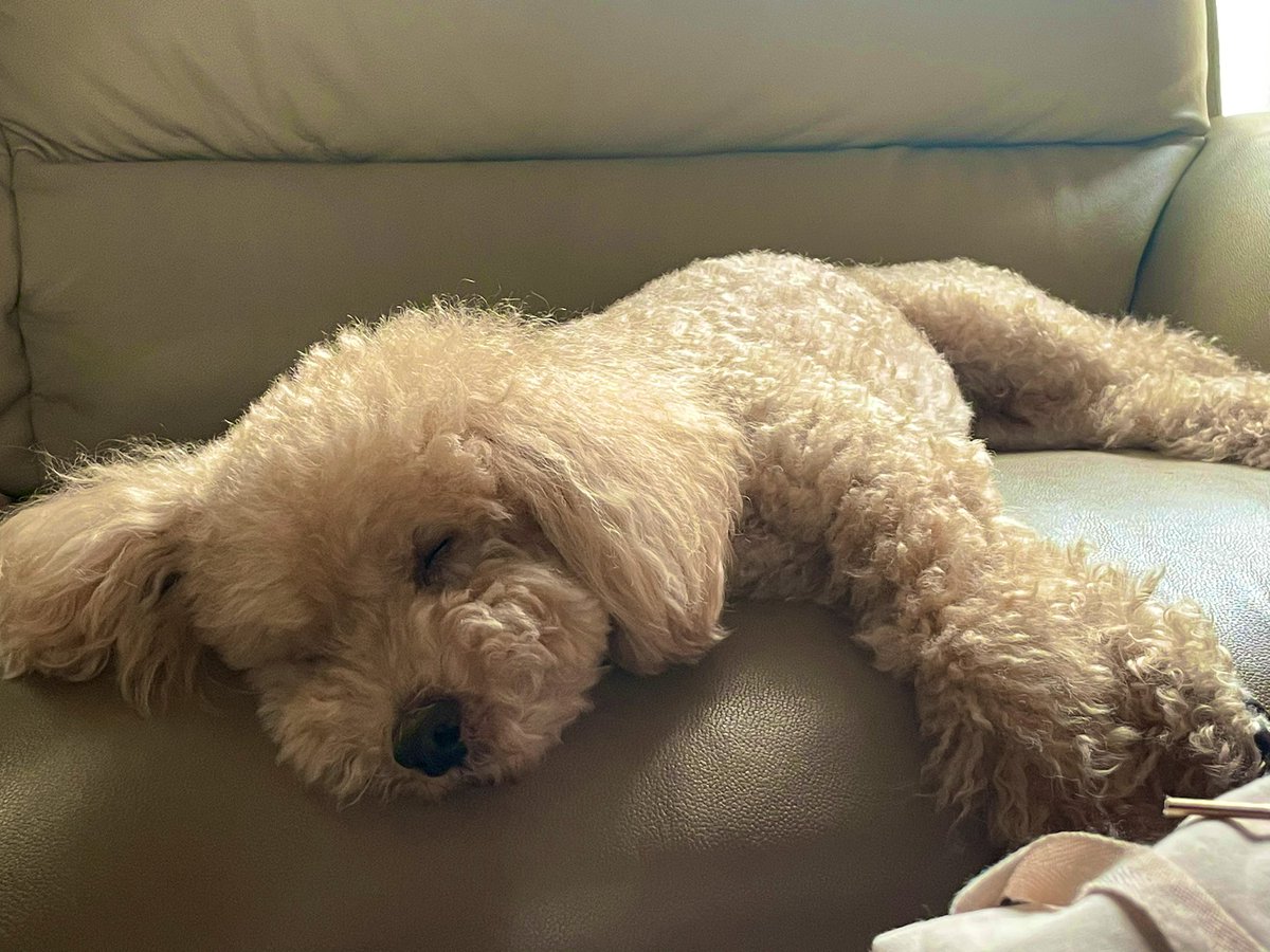 tocch09's tweet photo. おじい犬👴🏻久々にもふってきた https://t.co/0JLmN2k8M5