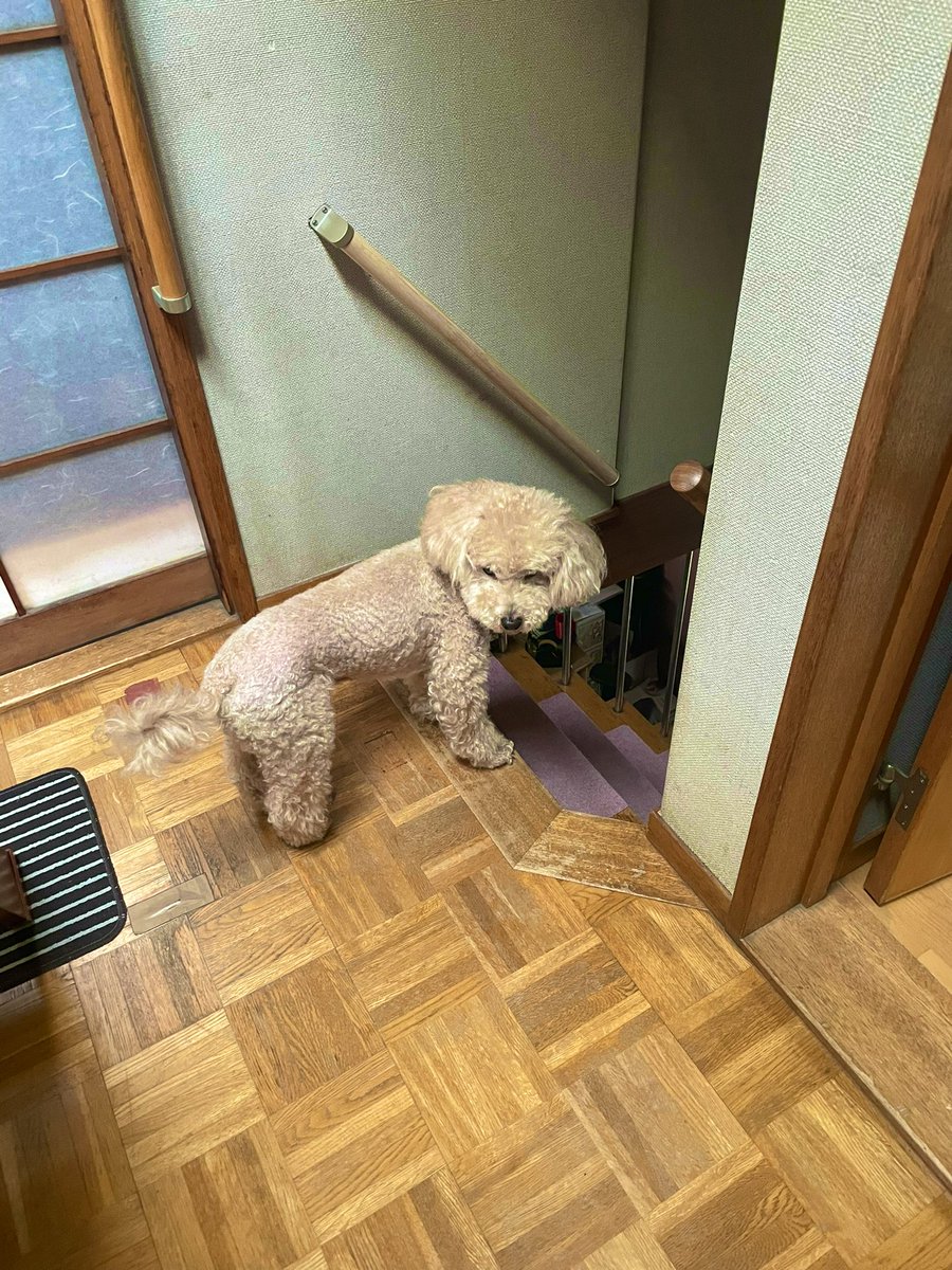 tocch09's tweet photo. おじい犬👴🏻久々にもふってきた https://t.co/0JLmN2k8M5