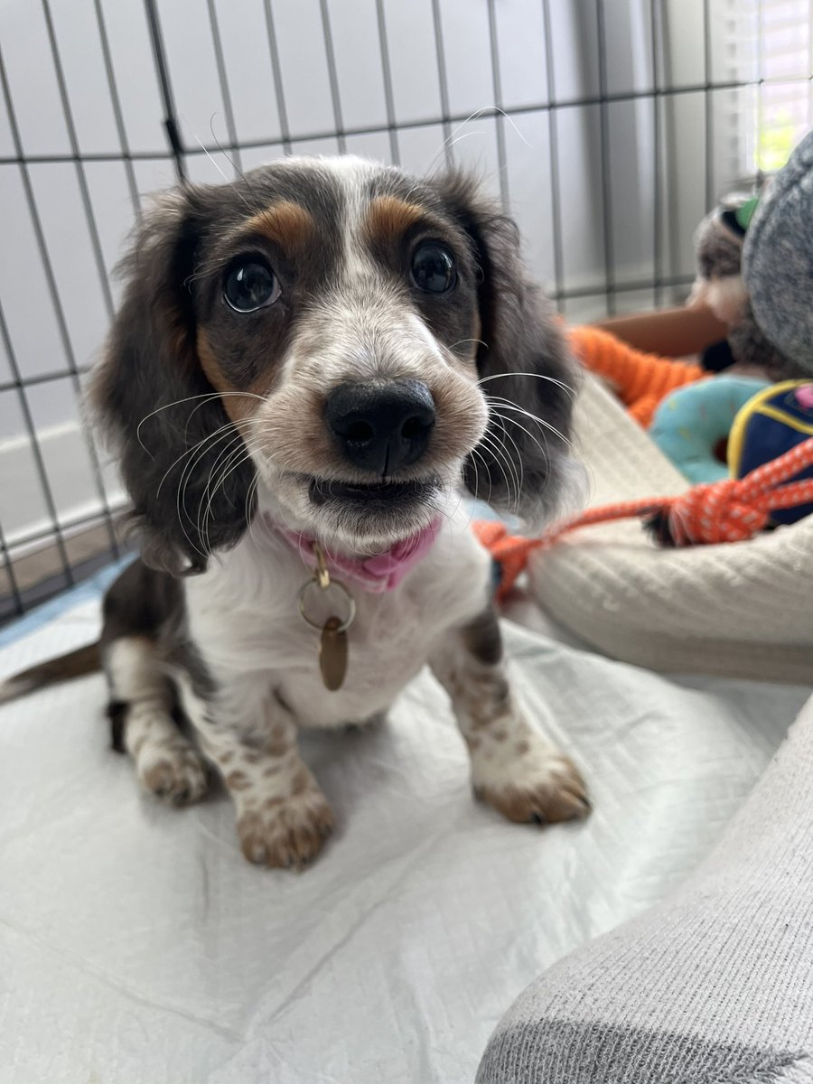 Em_Williams23's tweet photo. Our lil sausage https://t.co/sZ1zoV5A7Y
