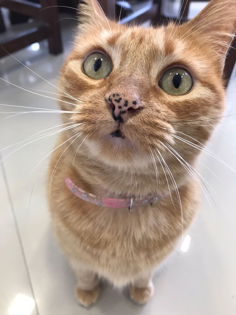 AgusCardarelli1's tweet image. Tengo una amiga q tiene un gato con la nariz ANIMAL PRINT