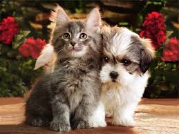 Fayette_Humane's tweet photo. Summer is already upon us! Come cool off with your friends while enjoying great food and drink and supporting Fayette Humane Society. Beef O'Brady will be donating 10% of your order to FHS!

Dine In or order out and you will be helping our dogs and cats have a better life. https://t.co/Eb9Pu3BiOQ
