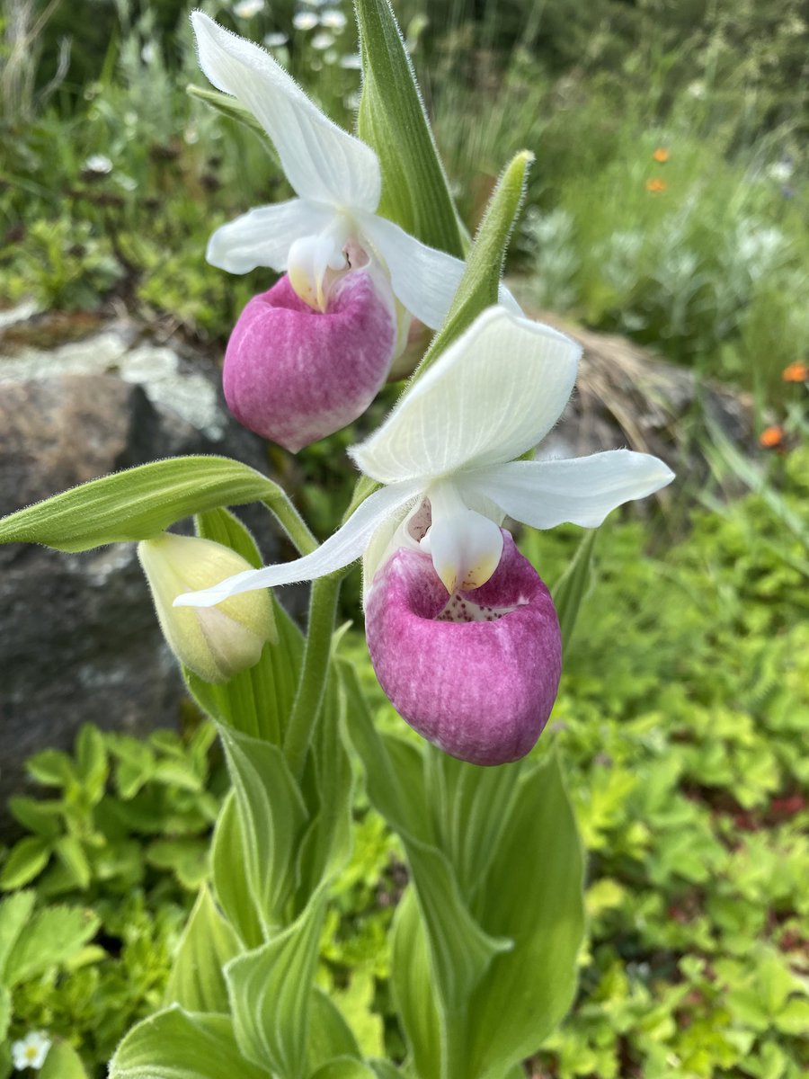The beauty in nature #ladyslipper