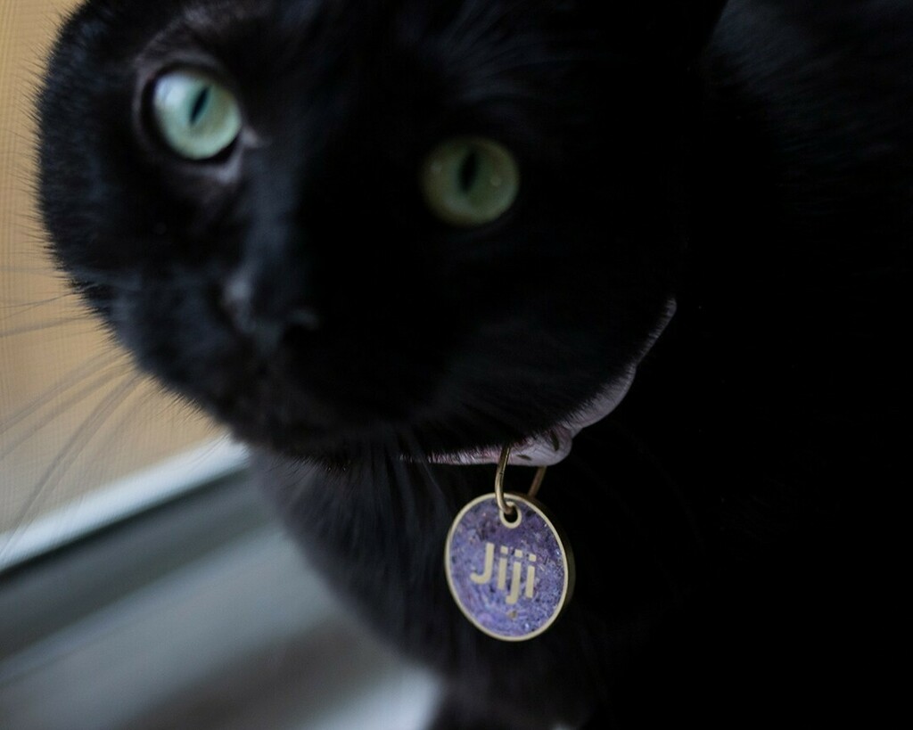 I love this little void. I’ve wanted to make something beautiful for my pets for a long time and I finally did 😻

Custom pet tags, I can fit a surprising amount of text on these but the longer the name the smaller the text will be. So if you have nic… instagr.am/p/Ce3pulwrfCM/