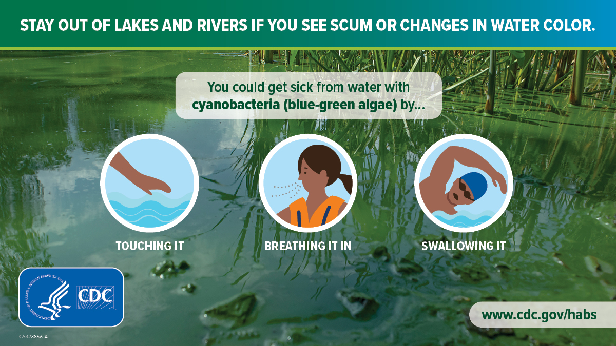 CDC on Twitter "Toxins from harmful algae or cyanobacteria (bluegreen