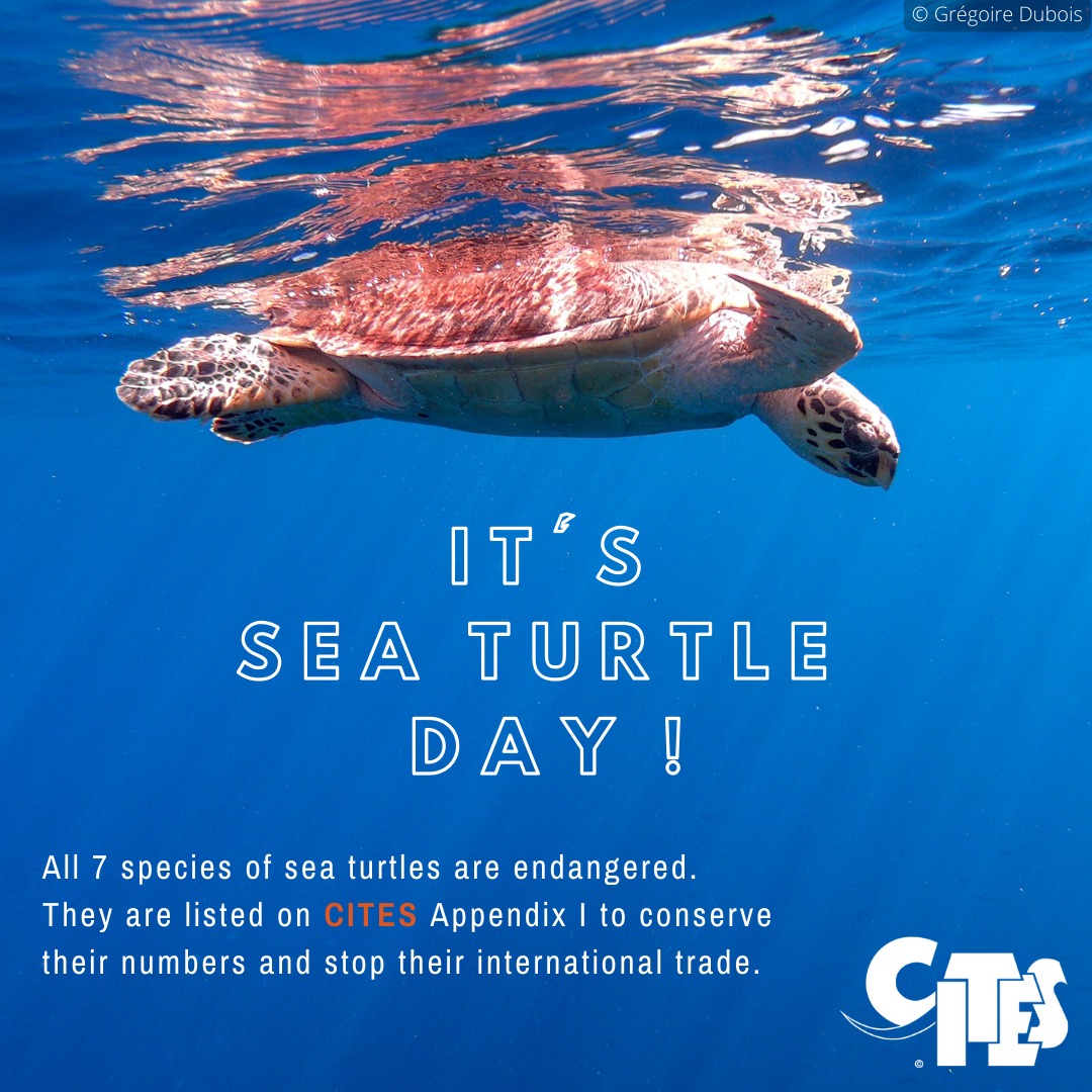 Happy World Sea Turtle Day! 🌊
#WorldSeaTurtleDay #SEATURTLEDAY #SeaTurtle