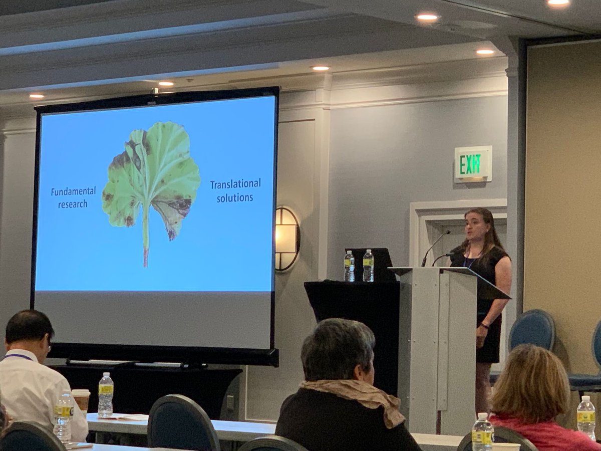 @xocolatl_vrr describing her innovative efforts using metagenomics for #xylella and #xanthomonas detection. we activated to characterize an ongoing outbreak on geranium. 

<a href="/ApsEpidemiology/">APS_Epidemiology</a> <a href="/APSbacteriology/">APSbacteriology 🧫🌿🌾</a>