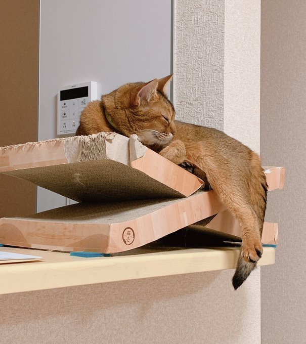 今日はこっち向いてるの〜?🐈 