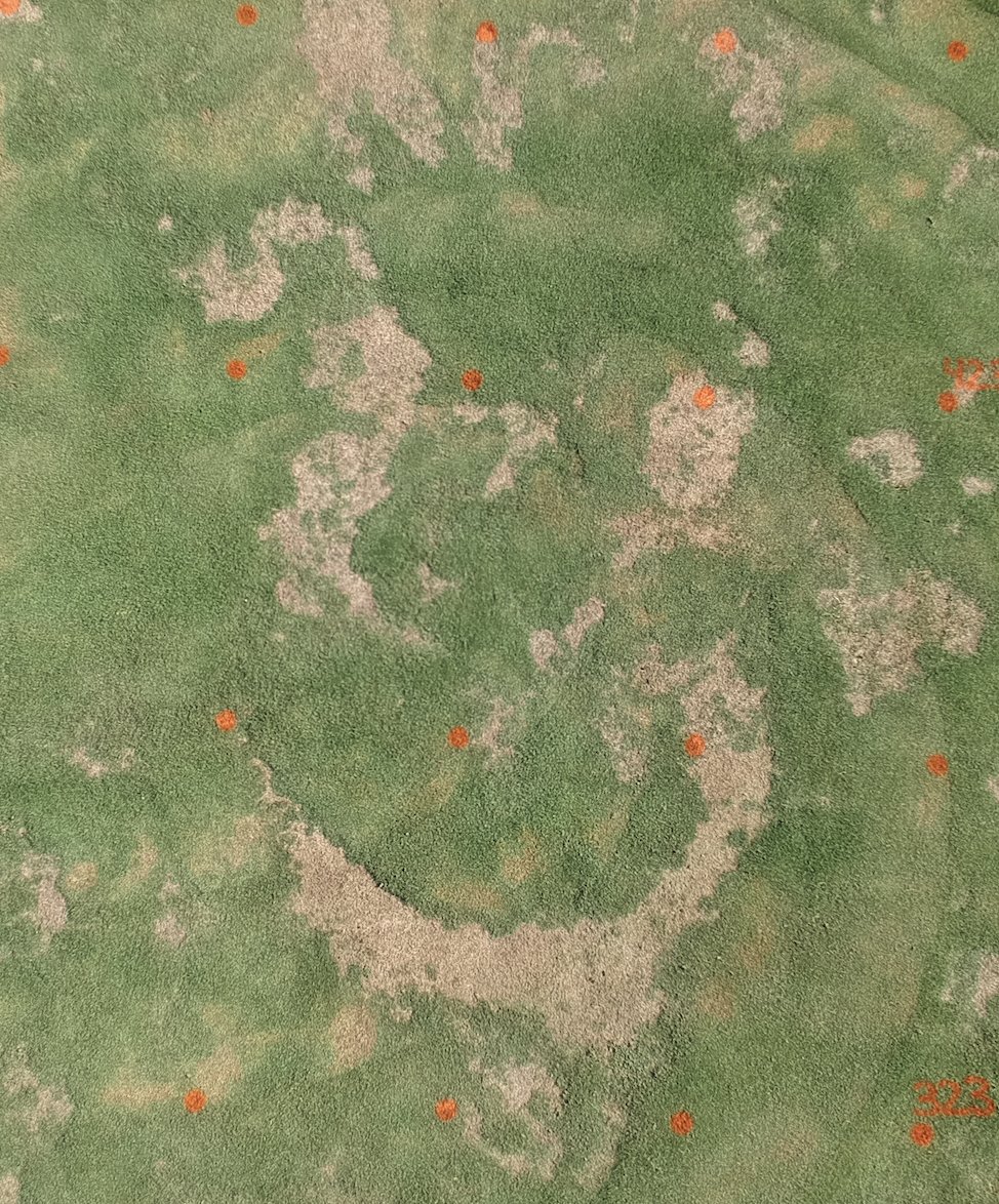 HutchensWendell's tweet image. I love it when nature smiles at you. #plantdisease #springdeadspot