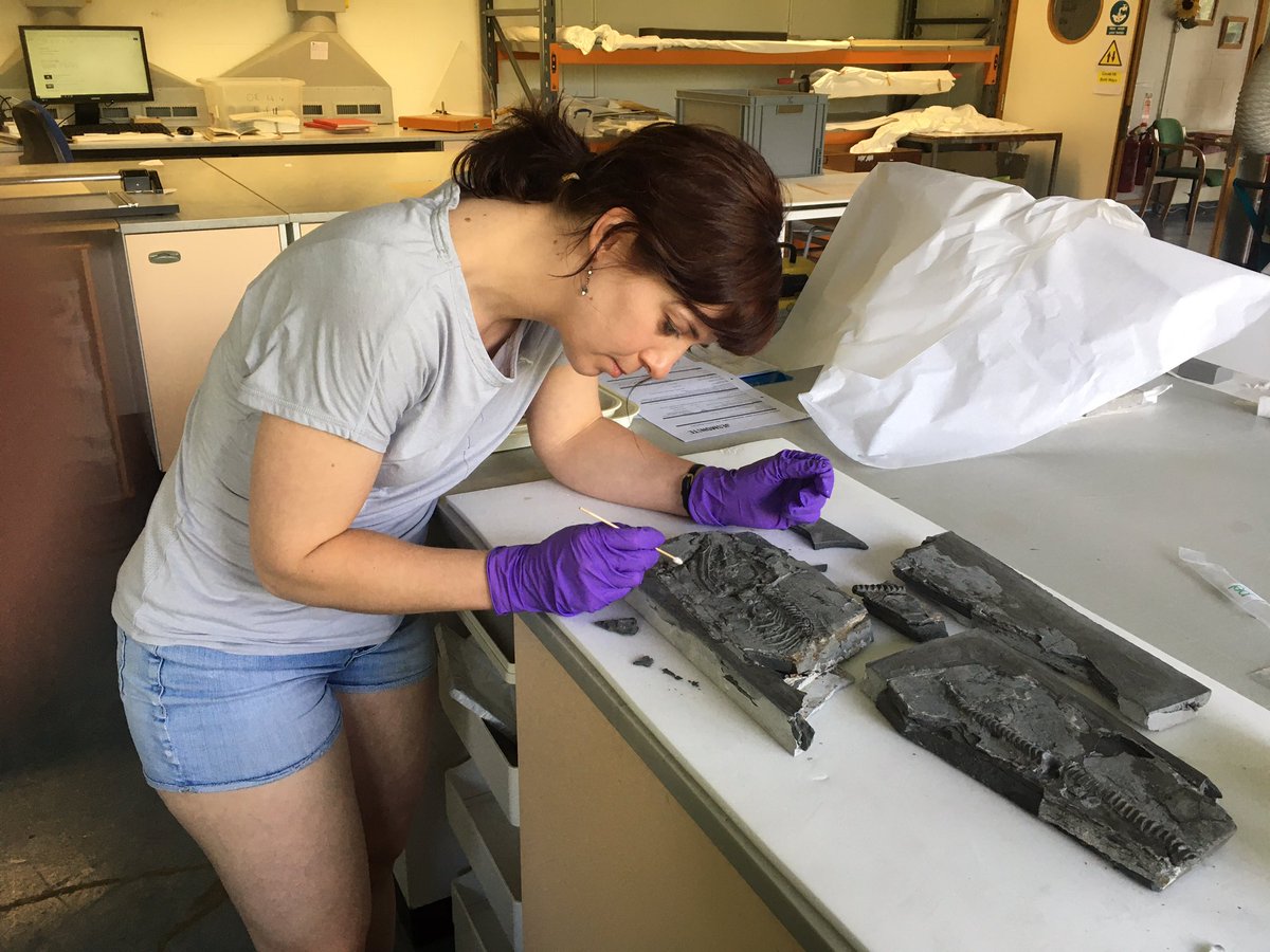 BristowHana's tweet photo. Having fun @SedgwickMuseum today continuing treatment of this previously prepared and mounted baby #ichthyosaur. Reassembling piece by piece and filling the gaps 😁 #fossil #naturalhistory #fossilconservation #conservator @Nat_SCA @Conservators_UK https://t.co/hoCl6ymB3X
