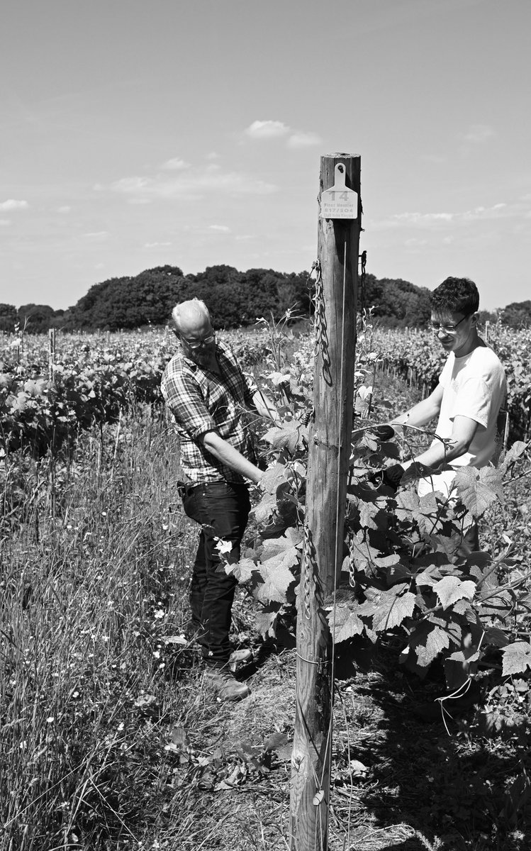 Enjoying the glorious weather in the Everflyht vineyard today as Luke and James tuck in the vines behind the wires so they don’t get damaged when the tractor goes past. The vines are growing so fast at the moment in this lovely heat. 🍇 ☀️ 
#englishwine #englishsummer