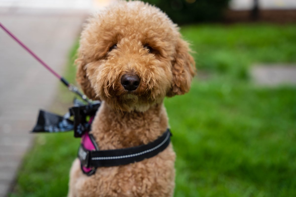 Village of Winnetka tweet media