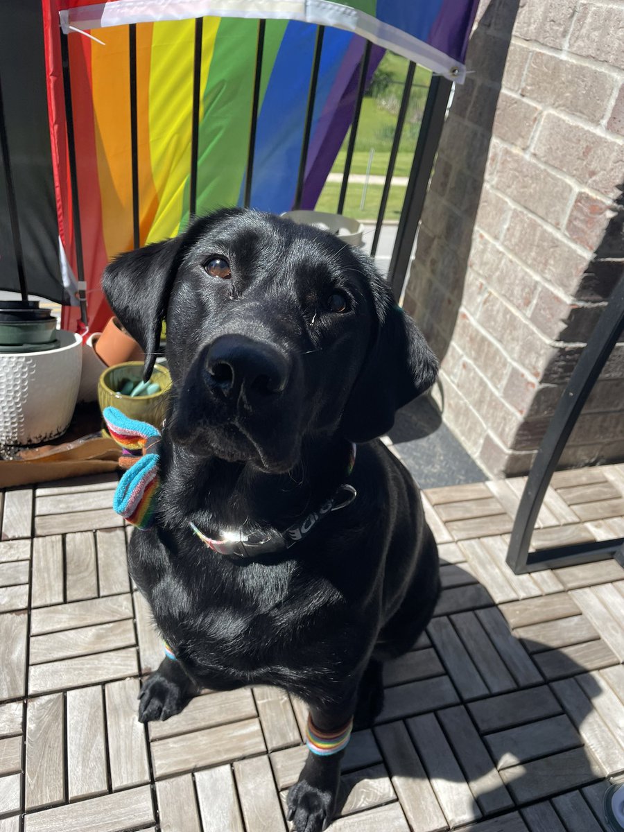 heroineochako's tweet photo. maggie says happy (belated) pride! #pride #pridedog https://t.co/oaf565Vien