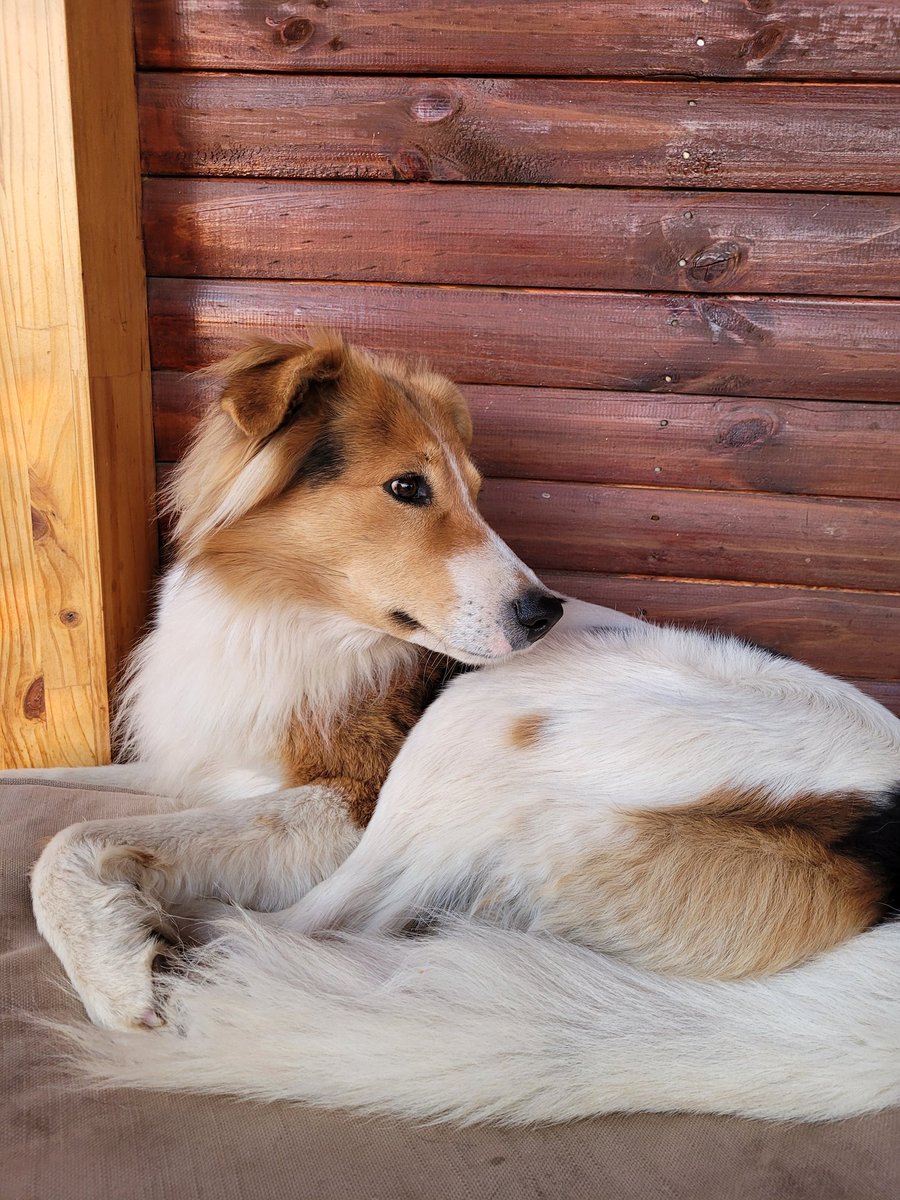 alemdou's tweet photo. Nuestro perro Thor, se saliò y no ha vuelto. Sector Altovalsol, Coquimbito, Fundo Loreto, La Serena.
No es de raza, pero parece un Coli. Porfa si lo ven, manden datos o al whatsap de @MiRadiols estamos muy tristes!🥺 @RobertoMiradio https://t.co/34pFhlJQvH