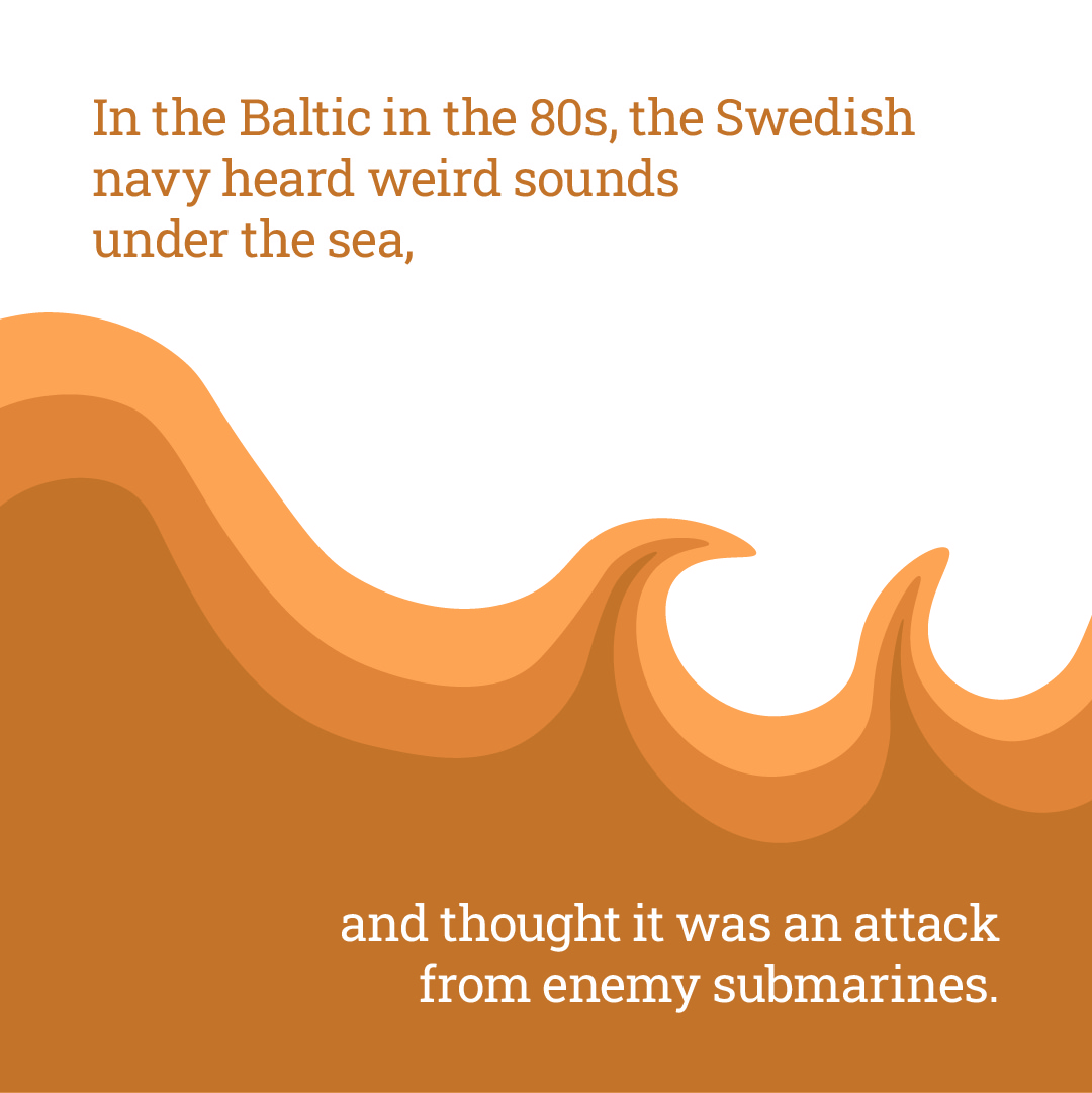 MarineInst's tweet image. Did you know that herring nearly triggered a war? Here’s a fishy fact that you can share with friends or family over your next sustainably sourced meal 🐟

#TasteTheOcean is an EU campaign that supports sustainable seafood and fish! 

Visit 👉 europa.eu/taste-the-ocean