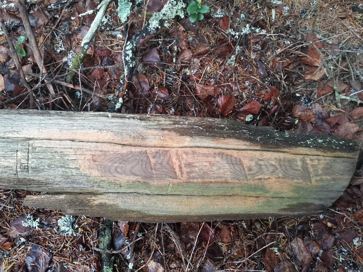 kaitaaho's tweet photo. Oli vielä aikaa käydä tutkimassa yksi viivytyslinja Nellimin tien varressa. Olin aiemmin poikennut pohjoispuolella, nyt eteläänkin hahmottui poterolinja. Takamaastossa ei selvää leiripaikkaa, mutta mielenkiintoisia mahdollisia kylttejä. Näyttää merkinnöiltä. #lapinsota #nellim https://t.co/yb3bb5ofaI