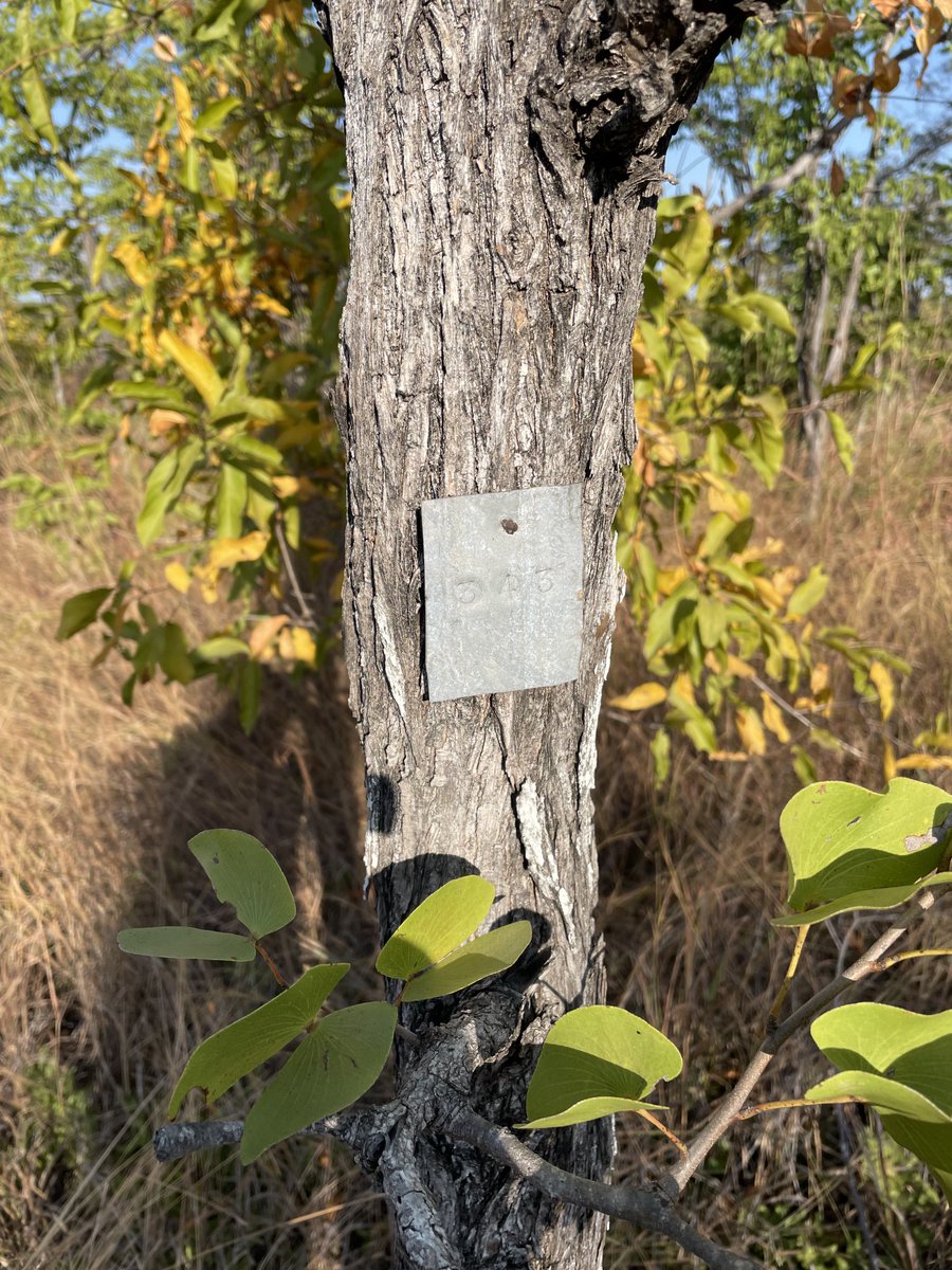 I tagged this Mopane tree 29 years ago. Back then its diameter was 6cm. Today it is 9cm. Densest wood and slowest growing tree in Africa?