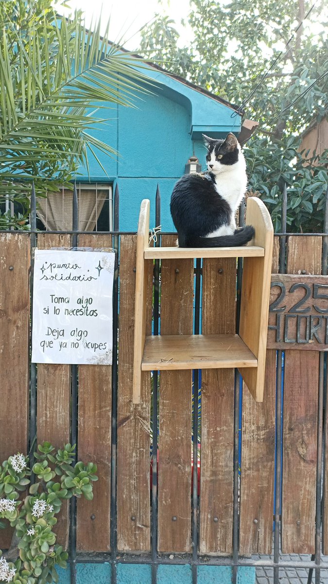 Ayer caminando por mi ciudad encontré esta preciosura....No pueden decir que me lo robe....😻